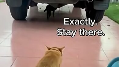 Yellow Cat Story 32 – Black telling Yellow to stay away after another argument