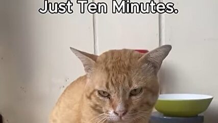 Yellow Cat Story 33 – Yellow begging Boss for just ten minutes of freedom