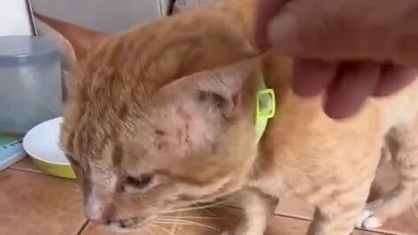 Yellow Cat Story 34 – Yellow lying defeated on the floor while Black watches from the sofa