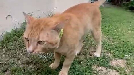 Yellow Cat Story 35 – Black questioning why Yellow is still shaking after claiming he won the fight