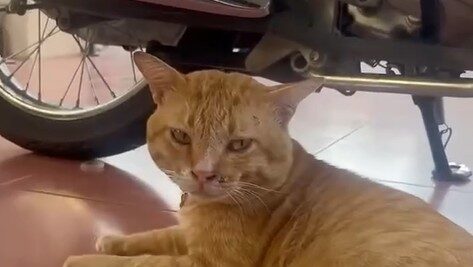 Yellow Cat Story 37 – Yellow asking not to hear more advice after suffering from love
