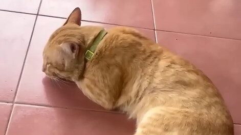 Yellow Cat Story 38 – Yellow exhausted after waiting alone all night for the Scarlet Lady