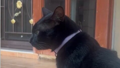 Yellow Cat Story 39 – Black reconsidering her trip because another woman might be happy if she leaves
