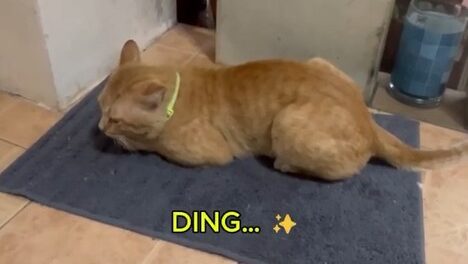 Yellow Cat Story 40 – Yellow suddenly realizing the Lipstick Lady may be away with her boyfriend