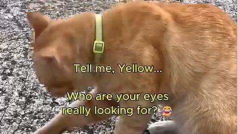 Yellow Cat Story 41 – Yellow looking embarrassed after being asked who he is really searching for