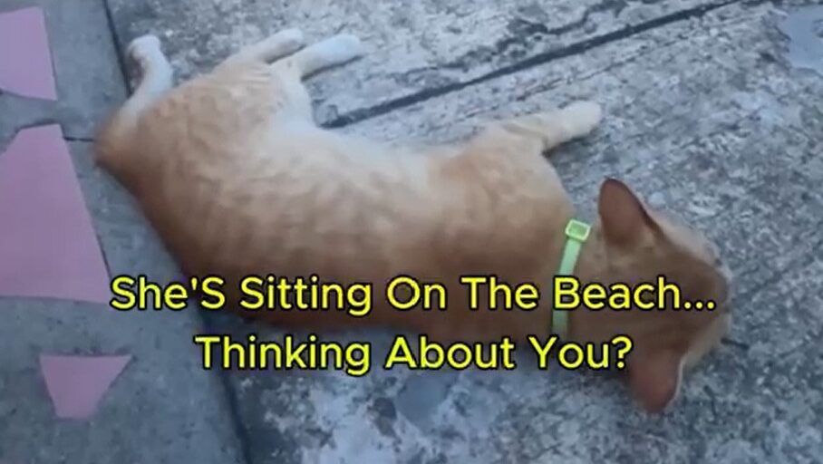 Yellow Cat Story 42 – Yellow waiting and imagining the Scarlet Lady while she relaxes at a Caribbean resort