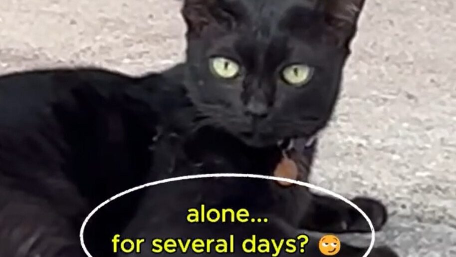 Yellow Cat Story 43 – Black caught staying alone with the church guy for several days