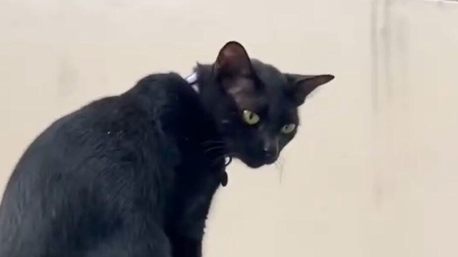 Yellow Cat Story 44 – Black realizing another lady also used the church guy’s secret back door