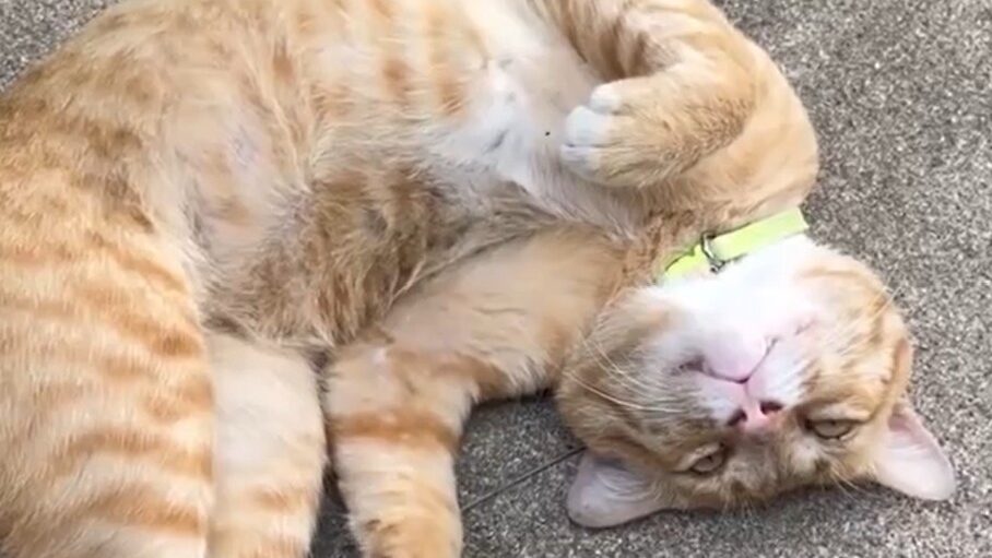 Yellow Cat Story 45 – Yellow lying heartbroken after being told he should have treated Black better