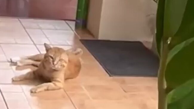 Yellow Cat Story 46 – Black quietly leaving after hearing Yellow’s suspicious story