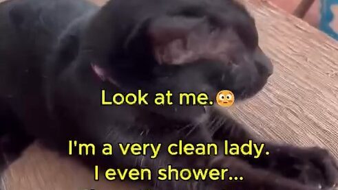 Yellow Cat Story 47 – Black defending herself and saying she showers three times a day