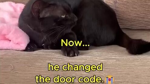 Yellow Cat Story 48 – Black heartbroken after the church guy changes his door code