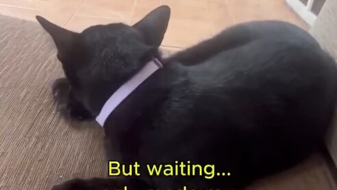 Yellow Cat Story 49 – Black lying alone and realizing the love may finally be over