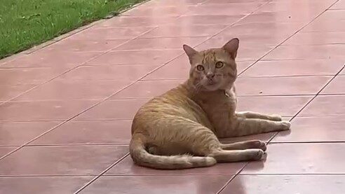 Yellow Cat Story 50 – Yellow lying alone and still waiting for a lost dream