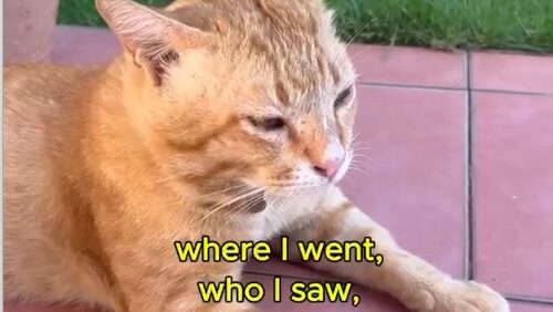 Yellow Cat Story 51 – Yellow exhausted from Black’s nagging and being asked who he is really missing