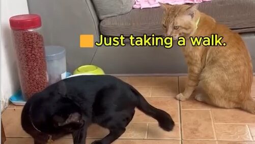 Yellow Cat Story 52 – Black jumping onto the sofa after arguing with Yellow