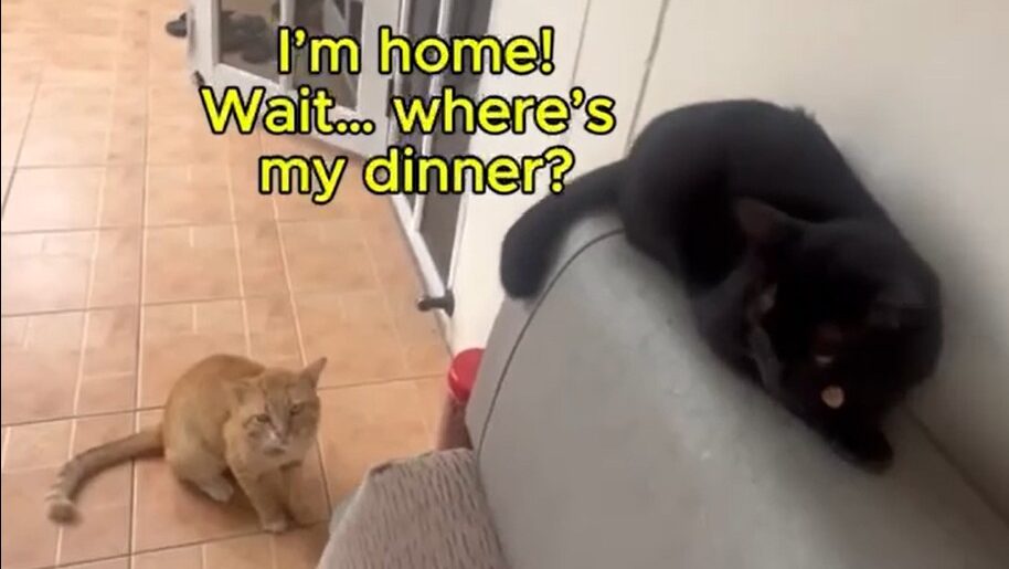 Yellow Cat Story 55 – Yellow waiting beside his dinner bowl before leaving home