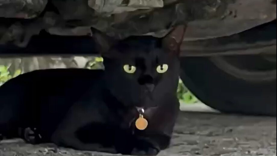 Yellow Cat Story 56 – Black cat secretly watching Yellow from under a car