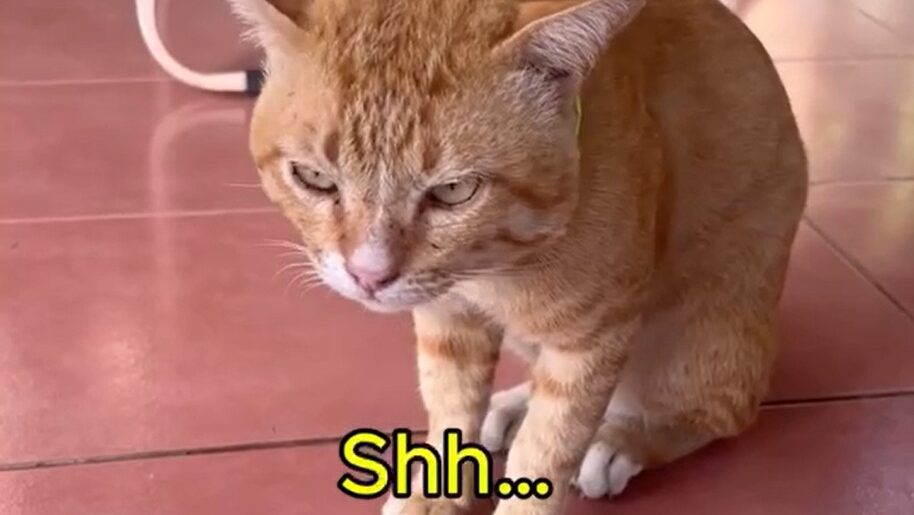 Yellow Cat Story 57 – Yellow looks shocked when Boss discovers his important private business