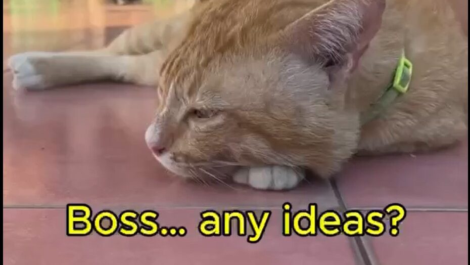 Yellow Cat Story 58 – Yellow suddenly looks interested after giving up on life