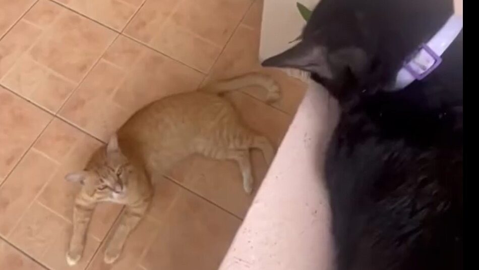 Yellow Cat Story 59 – Black watches Yellow from above and questions his private business