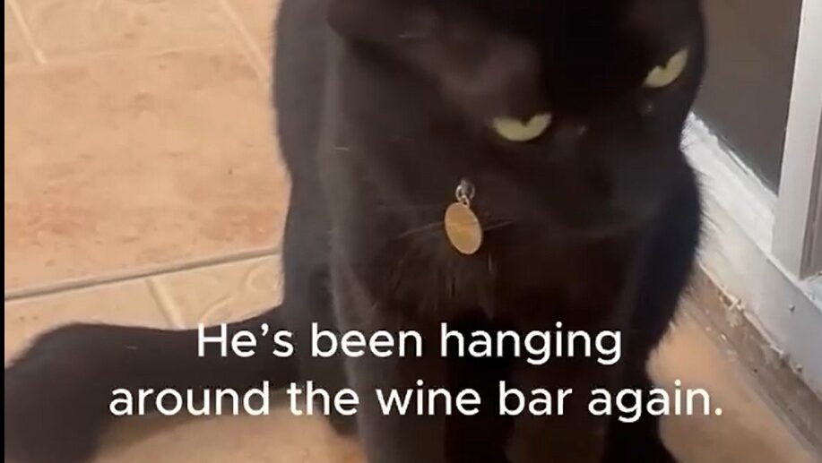 Strictly Business! 😹 | Yellow Cat Story 60