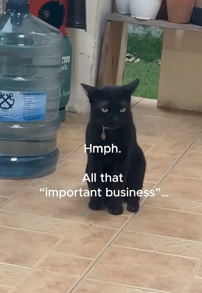 Yellow Cat Story 61 – Yellow complains to Boss that Black is attacking his career