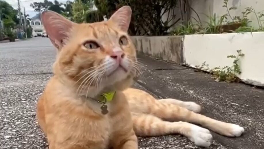 Yellow Cat Story 62 – Yellow suddenly wakes up after hearing about a pretty new girl