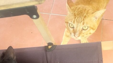 Yellow Cat Story 64 – Yellow walks away after deciding his birthday noodles were better