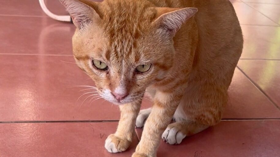 Yellow complains about losing to the owner of a tuna company in Yellow Cat Story 66