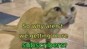 Everybody Has Important Business 😹 | Yellow Cat Story 68