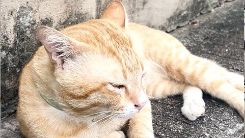 Waiting for Black… and Business 😹 | Yellow Cat Story 70