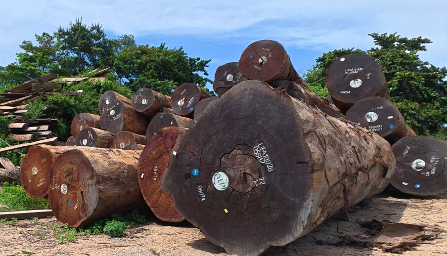 Massive hardwood logs prepared for the continuing construction of the Sanctuary of Truth