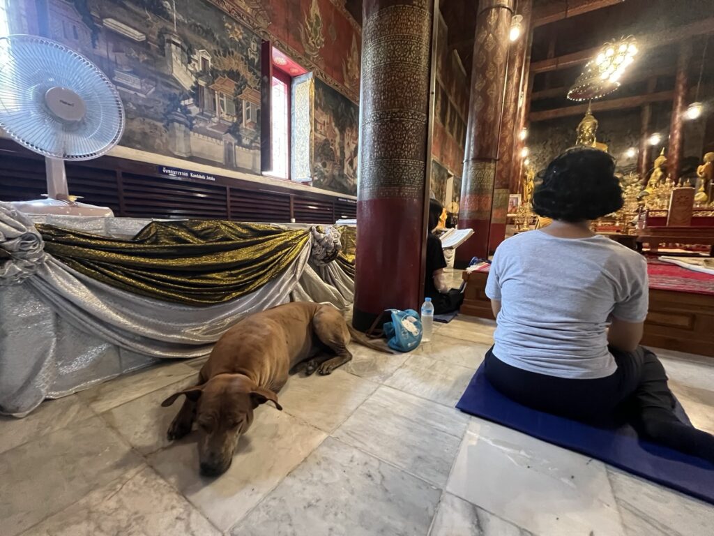 Temple dog resting beside worshippers during chanting at Wat Yai Intharam