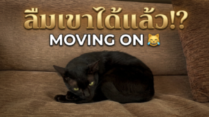 Black Is Definitely Moving On… Maybe 😹 | Yellow Cat Story 73