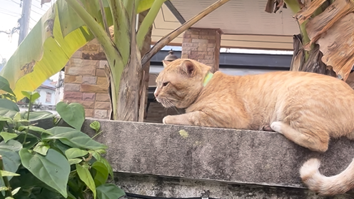Yellow plans a wine bar love operation after sleeping on the roof in Yellow Cat Story 74